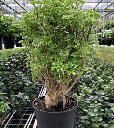 Gold Ming Aralia